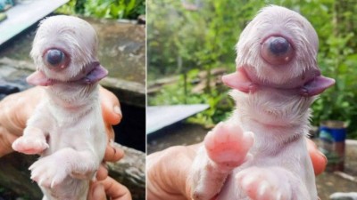 Filhote de cachorro nasceu com um olho e sem nariz nas Filipinas - Foto: Reprodução
