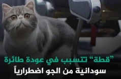 Ataque de gato a piloto no Sudão repercutiu no Oriente Médio - Foto: Facebook @TaybaSD / Reprodução