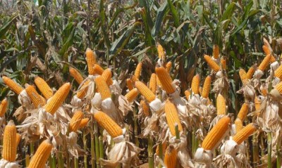 Estimativa é de crescimento de 6% sobre a produção anterior (Foto: Elza Fiúza/Agência Brasil)