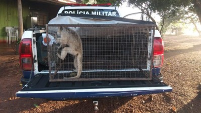 Foto: Assessoria/PM-MS