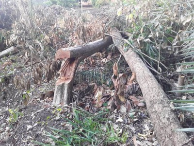 Margem do rio Aquidauana de onde foram derrubadas as árvores (Foto: Divulgação/PMA)