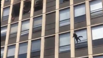 Gato sobrevive a pulo do quinto andar para fugir de incêndio; Assista vídeo