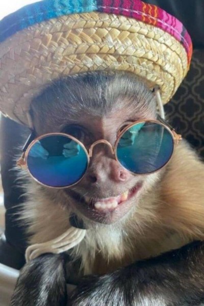Macaco George (Foto: Reprodução/Instagram)