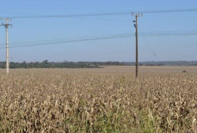 Agronegócio estima colher, em média, 52,3 sacas por hectare e produzir 6,285 milhões de toneladas de milho no Estado (Foto: André Bento/Arquivo)