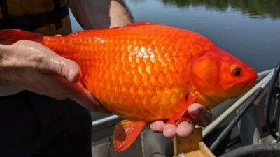 'Peixinho dourado' retirado de lago em Burnsville, EUA (Foto: Divulgação/Prefeitura de Burnsville)