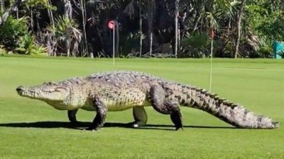 Crocodilo atravessa campo de gole no México Foto: Reprodução/Facebook(Stacie Muller)