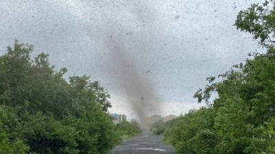 'Tornado de mosquitos' na Rússia (Foto: Reprodução/Siberian Times)