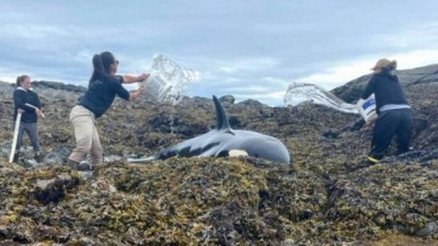 Orca encalhada na costa do Alasca: salva com baldes de voluntários (Foto: Reprodução/Twitter(@neilson_tara)