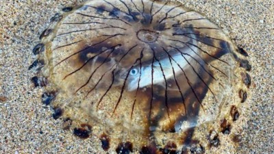 Registro raro de peixe dentro de água-viva em praia inglesa (Foto: Divulgação/Cornwall Wildlife Trust)