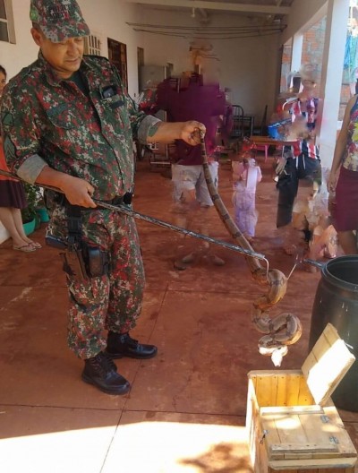 Polícia Militar Ambiental captura jiboia de dois metros em residência de MS