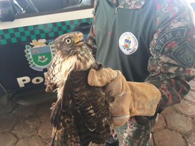 Foto: Divulgação/PMMS
