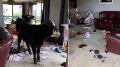 Vacas deixam destruição em casa na Austrália (Foto: Reprodução/TikTok)
