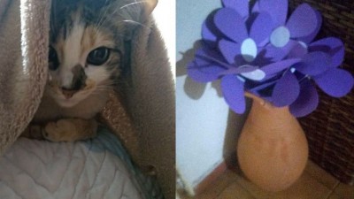 Guta com as flores do Agosto Lilás - Imagem: Carmem Perlin