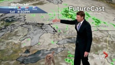 Imprevisível Storm invade a previsão do tempo em TV canadense - Foto: Reprodução