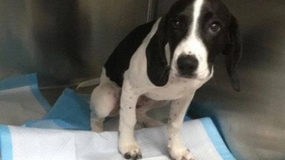 Beau comeu nove meias (Foto: Divulgação/Vets4Pets)