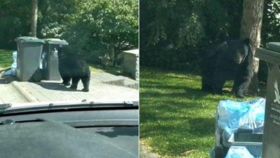 Urso atrapalha serviço de entregador brasileiro em Vancouver Foto: Carlos Silva para o PAGE NOT FOUND