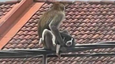 Macaco 'sequestra' filhote de cão na Malásia (Foto: Reprodução)