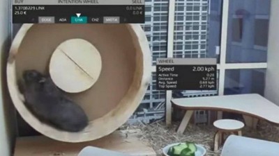 Hamster vira 'trader' de criptomoedas (Foto: Reprodução/YouTube)