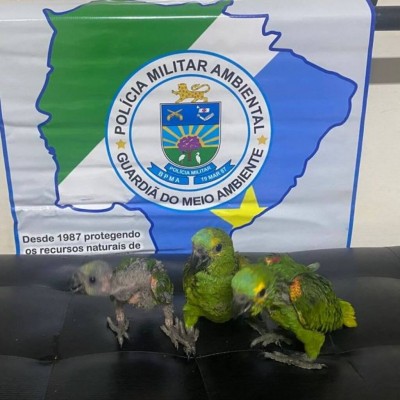 Foto: Divulgação/PMMS