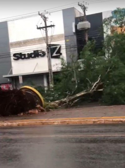 Imagens gravadas por uma douradense mostram o momento exato da queda da árvore (Foto: Reprodução)