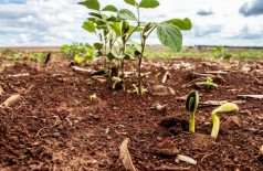 Plantio da soja avança e Dourados tem mais de 49% da área plantada