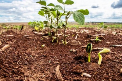 Plantio da soja avança e Dourados tem mais de 49% da área plantada