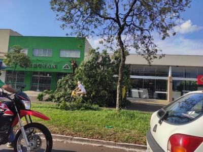 Árvore caiu e bloqueou trecho da Avenida Weimar Gonçalves Torres na tarde de hoje em Dourados (Foto: André Bento)