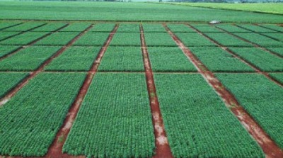 Fazenda Experimental da UFGD sediará o 1º Agro Show Dourados