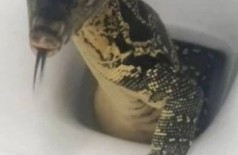 Lagarto aparece em vaso sanitário de hotel (Foto: Reprodução)
