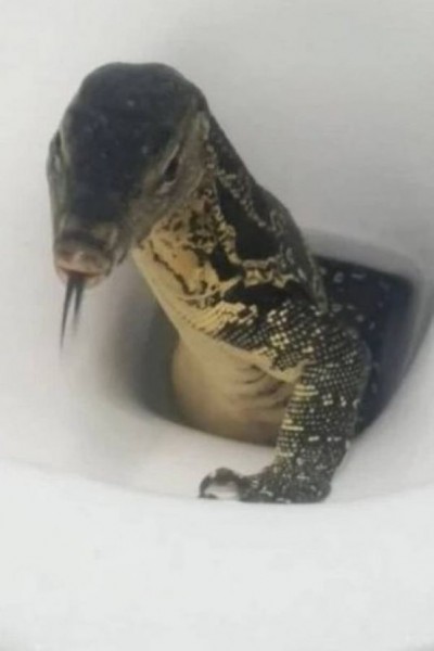 Lagarto aparece em vaso sanitário de hotel (Foto: Reprodução)