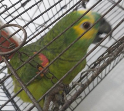 Papagaio mantido ilegalmente em cativeiro em Bodoquena (Foto: Divulgação/PMMS)