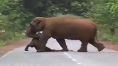 Mamãe elefanta carrega filhote morto e se recusa a entregar o cadáver Foto: Reprodução/Extra/Page Not Found