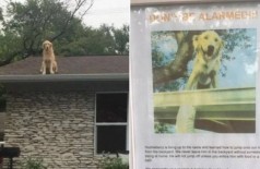 Mensagem explica que cão adora ficar no telhado de casa (Foto: Reprodução/Reddit)