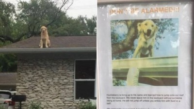 Mensagem explica que cão adora ficar no telhado de casa (Foto: Reprodução/Reddit)