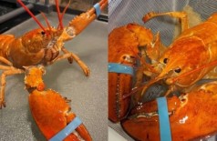 Biscuit (à esquerda) e Cheddar: raríssimas lagostas laranjas achadas nos EUA (Foto: Divulgação/Red Lobster)