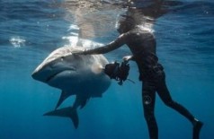Mergulhador usa técnica parqa afastar tubarão-tigre (Foto: Reprodução/Instagram)