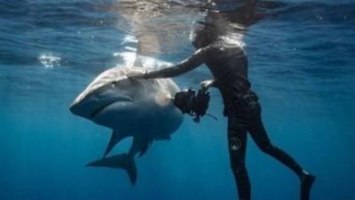 Mergulhador usa técnica parqa afastar tubarão-tigre (Foto: Reprodução/Instagram)