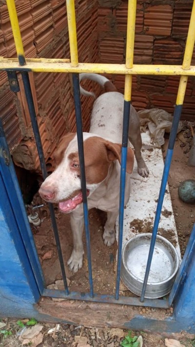 Associação Refúgio dos Bichos atua na proteção dos animais em Dourados (Foto: Reprodução)