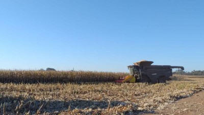 Agronegócio sul-mato-grossense colheu pouco mais de 51 mil hectares até o dia 30 de junho (Foto: Divulgação/Aprosoja-MS)