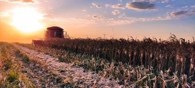 A produtividade média está estimada em 80,33 sacas por hectare (Foto: Arquivo/Aprosoja)