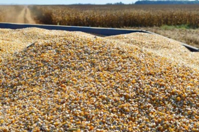 Mato Grosso do Sul colheu 1,7 milhão de toneladas de milho (Foto: Divulgação/Famasul)