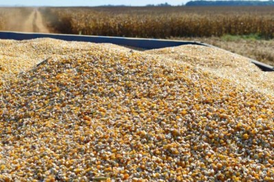 Mato Grosso do Sul colheu 1,7 milhão de toneladas de milho (Foto: Divulgação/Famasul)