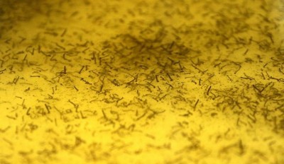 Foto: Edemir Rodrigues/Agência MS