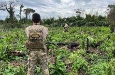 Operação visa erradicar plantações de maconha (Foto: Divulgação/Polícia Federal)