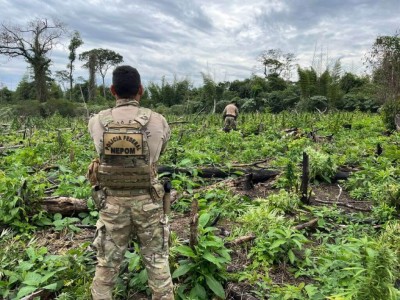 Operação visa erradicar plantações de maconha (Foto: Divulgação/Polícia Federal)