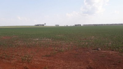 Mato Grosso do Sul deve cultivar 2,2 milhões de hectares de milho segunda safra 2023/2024(Foto: André Bento/Arquivo)