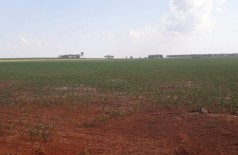 Mato Grosso do Sul deve cultivar 2,218 milhões de hectares de milho segunda safra (Foto: André Bento/Arquivo)
