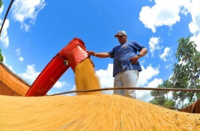 Área colhida corresponde a 48,4% do total cultivado nessa safra (Foto: Álvaro Rezende/Governo MS)