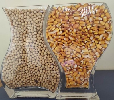 Soja e milho garantem duas safras por ano (Foto: André Bento/Arquivo)
