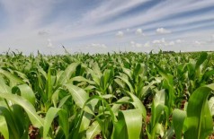 Área já semeada de milho supera 50% do total estimado para esse ciclo produtivo no Estado (Foto: Arquivo/Aprosoja-MS)